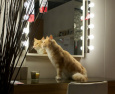 Рекламный ролик ИКЕА: cats - Happy Inside