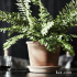  MUSKOTBLOMMA МУСКОТБЛОММА. Маленькое изображение 3