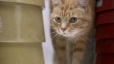 IKEA cats - Happy Inside