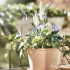  MUSKOTBLOMMA МУСКОТБЛОММА. Маленькое изображение 6